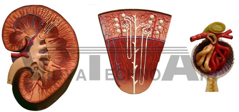 Urinary Structures